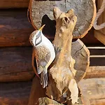 Chalet L'ange Des Neiges - Relax & Spa * ואלטורננקה